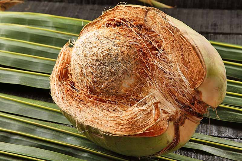 All-About-Coconut-Coir