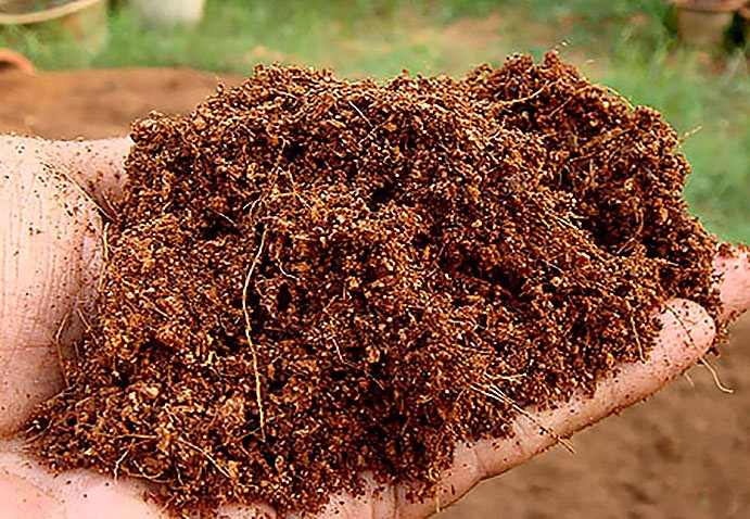 cocopeat